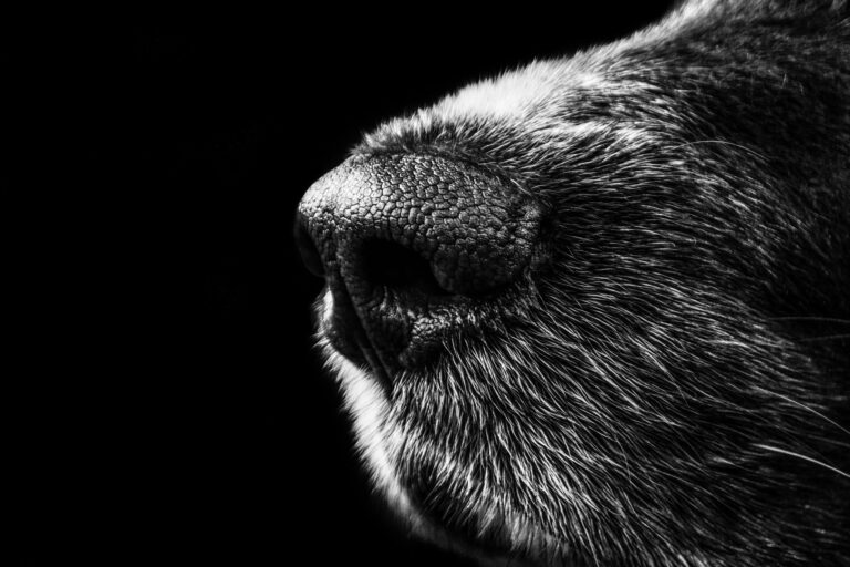 dog bite injury claims